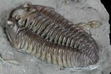 Inflated Flexicalymene Trilobite - Top Quality Example #85586-4